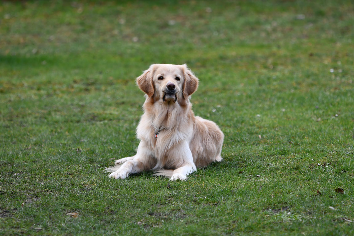 Charlie