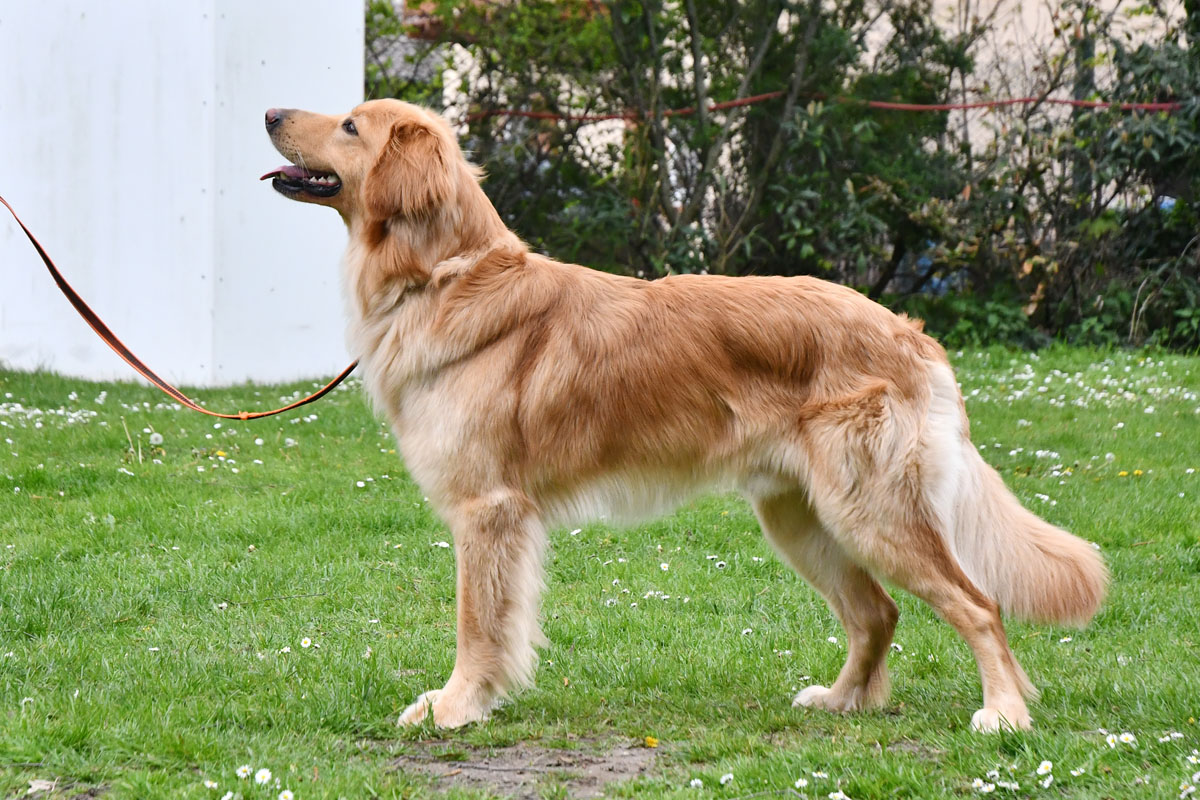 Carlo ex Stipator Francorum