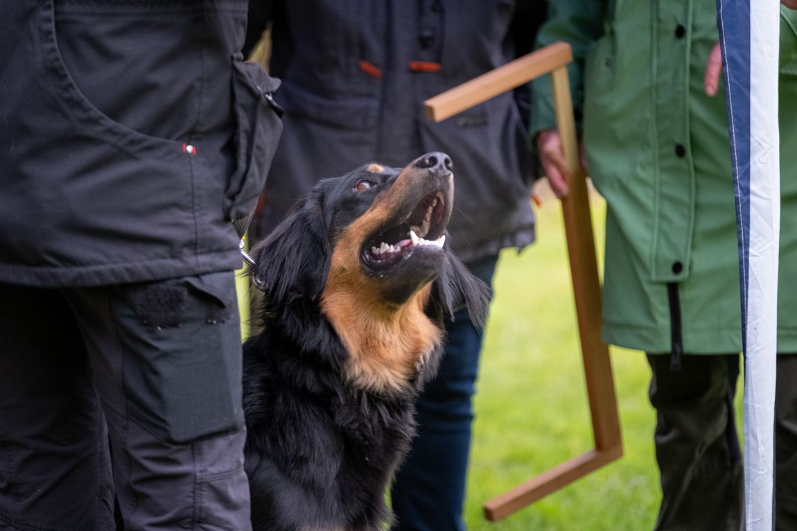Bliss von den Eifelwiesen