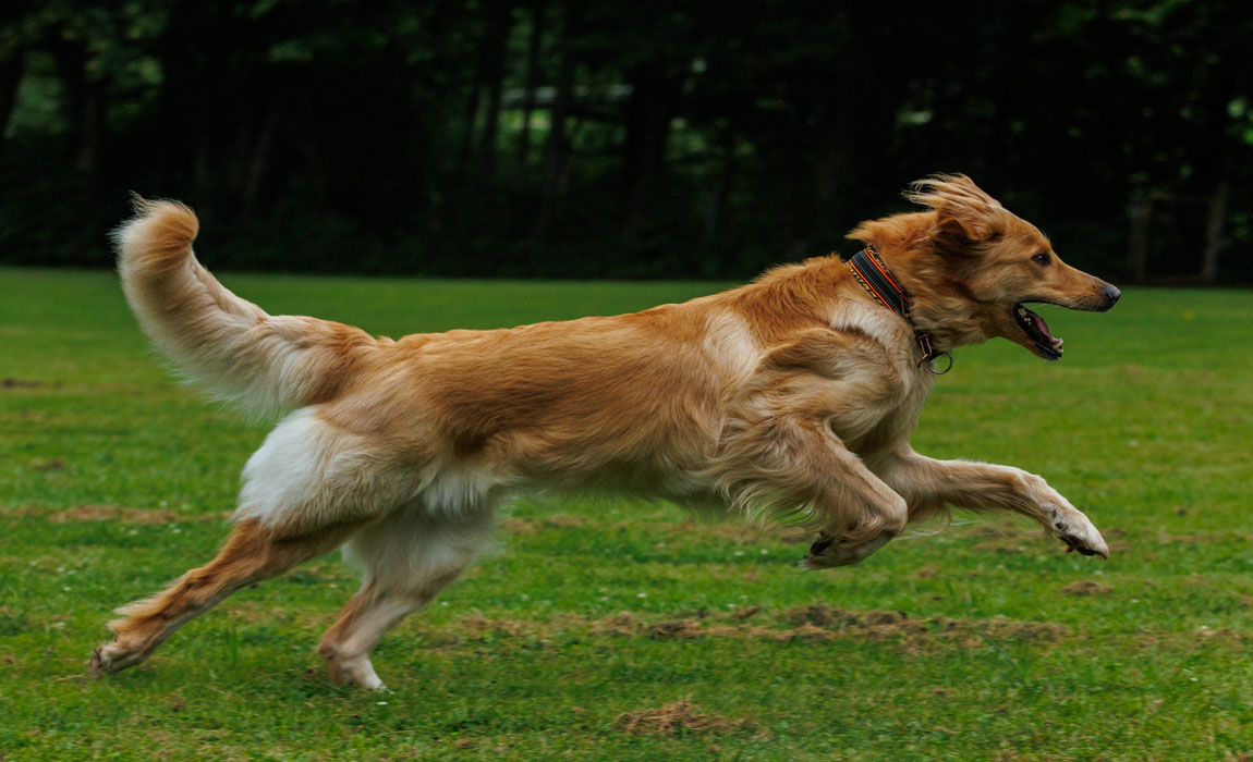 Dorie vom Vilsfeld